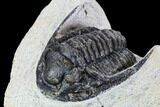 Bargain, Cornuproetus Trilobite Fossil - Morocco #106033-3